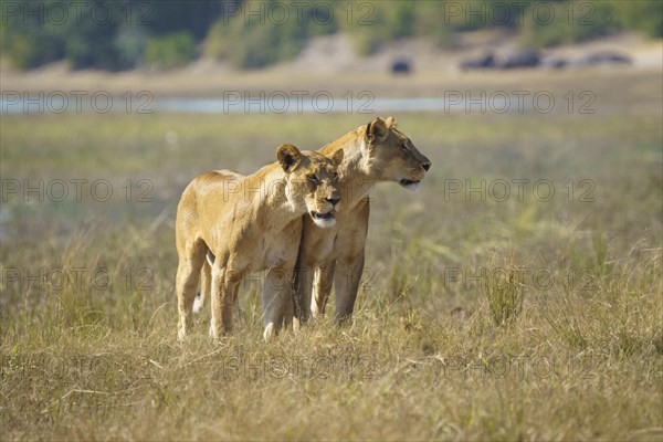 2 lionesses