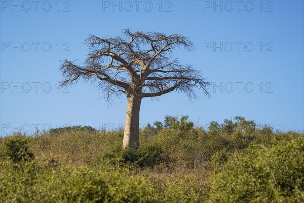 Baobab