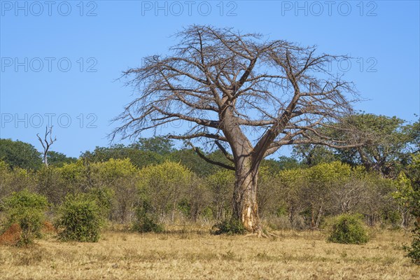 Baobab