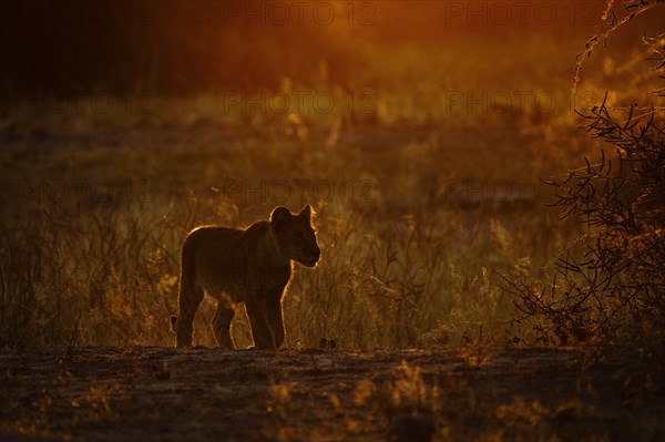 Lion baby silhouette