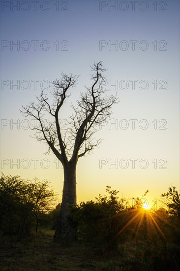 Baobab