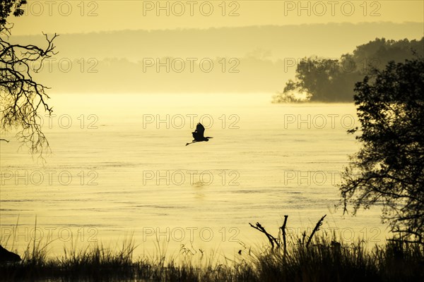 Blue heron