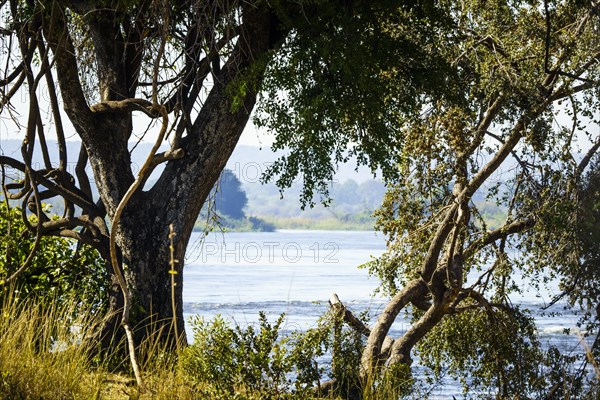 Framed view of the Zambezi River. Beautiful landscape of the fauna surrounding the water and river. Victoria Falls National Park