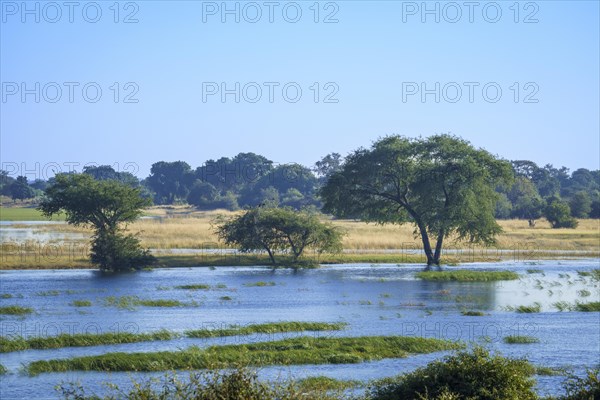 Green Acacia trees