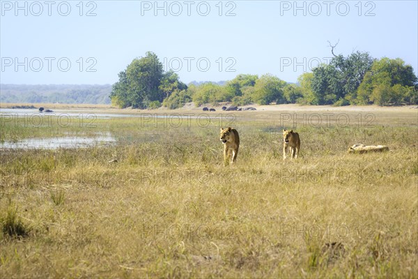 2 Lionesses