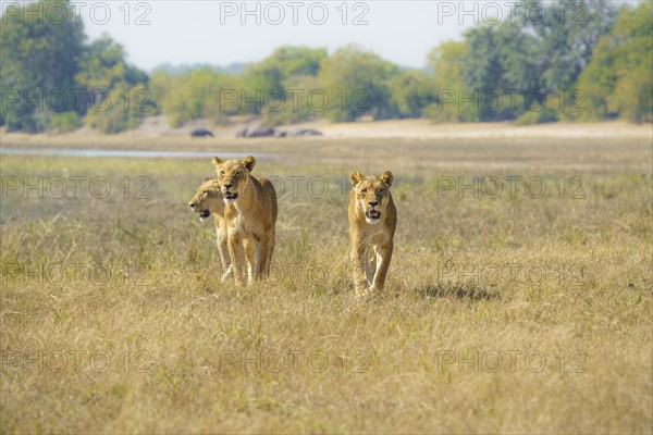 3 lionesses