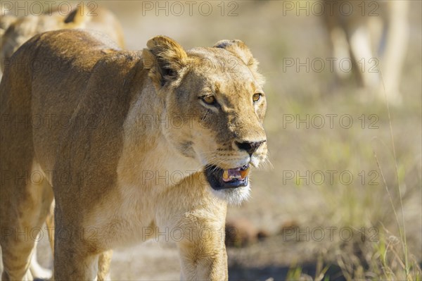 Lioness