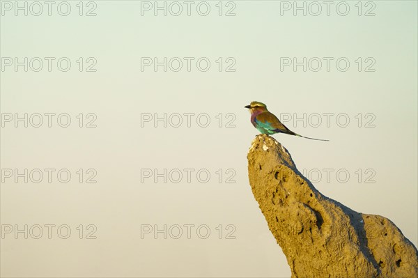 Lilac-breasted roller