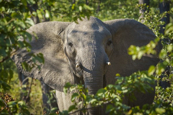 Aggressive behavior of an African elephant bull spreading his ears