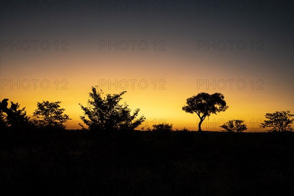 African sunset with an Acacia tree silhouette against the warm