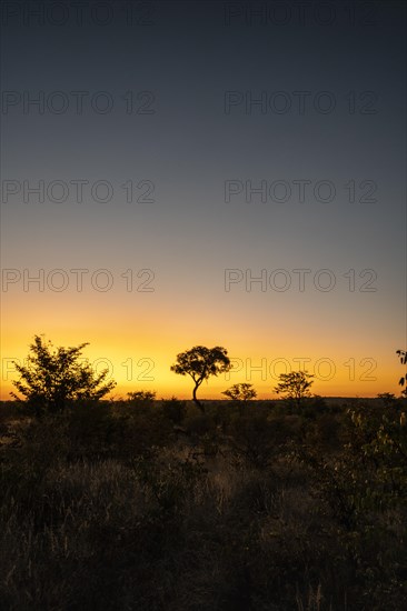 Colorful African sunset with Acacia tree silhouette against the warm sky. Vertical copy-space landscape. Hwange National Park