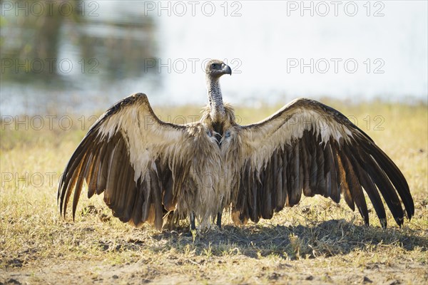 White-backed vulture