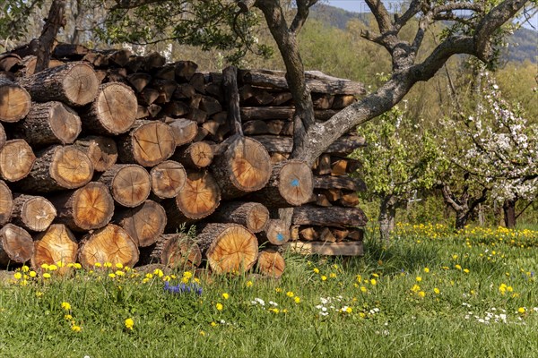 Stacked firewood