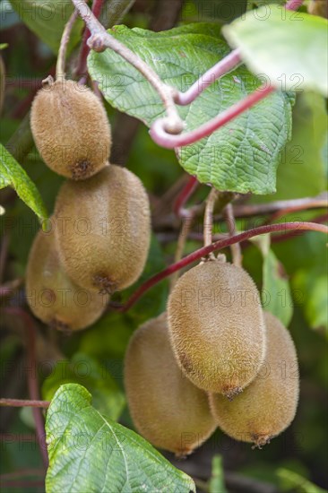 Kiwi fruit