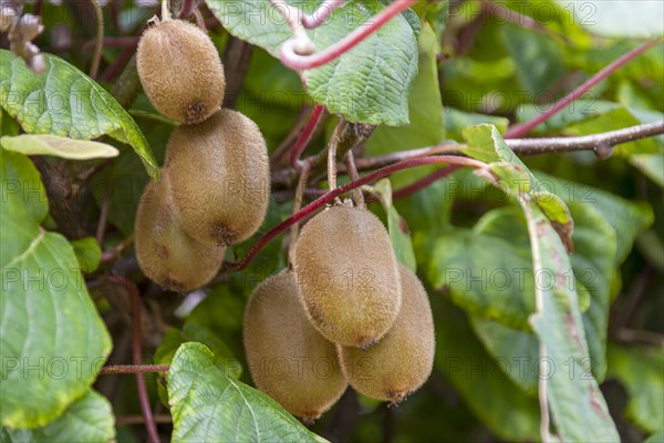 Kiwi fruit