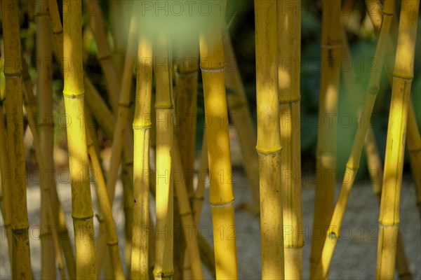 Bamboo