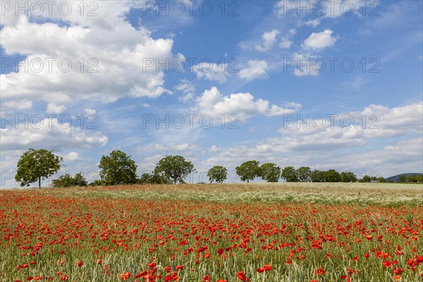 Landscape with poppy field