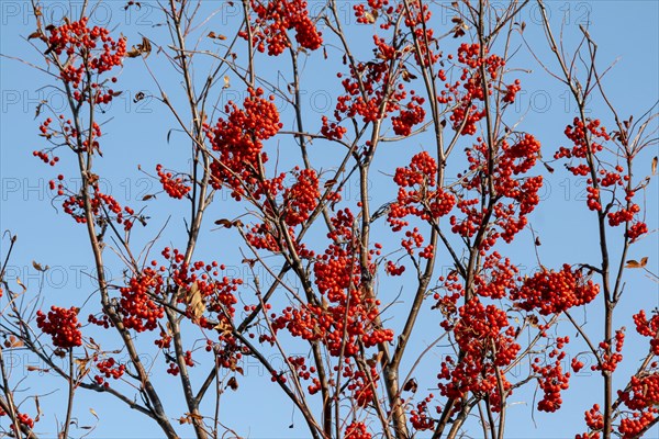 European rowan