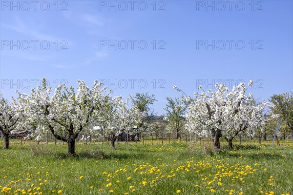 Blossoming wild cherry