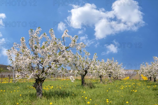 Blossoming wild cherry