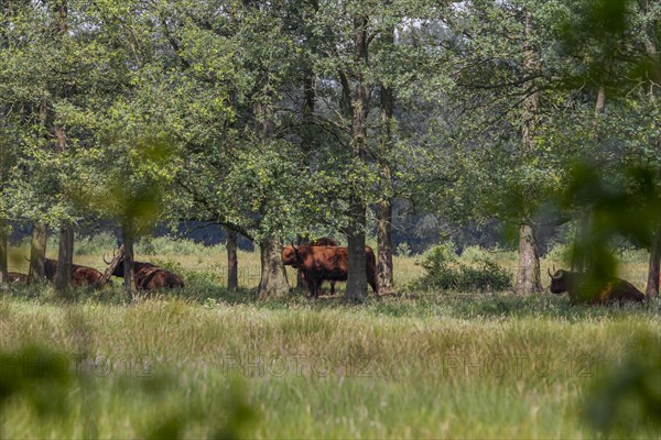 Witte Venn nature reserve