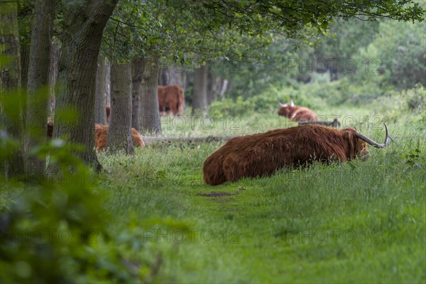 Witte Venn nature reserve