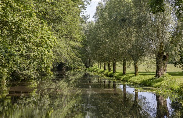 Pollarded willows reflected in the water of the Alstaetter Aa