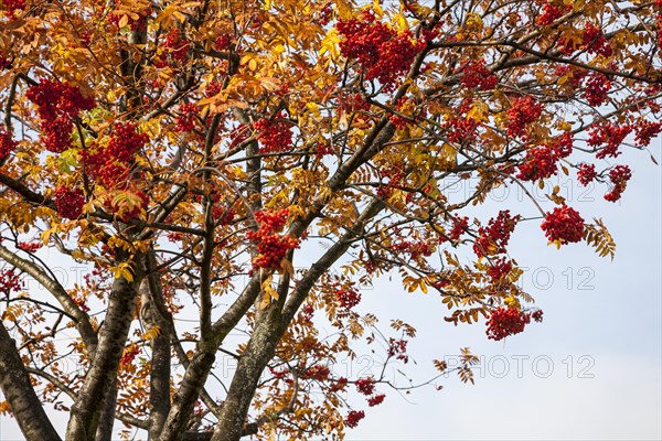 European rowan