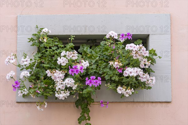 Cellar window with flower decoration