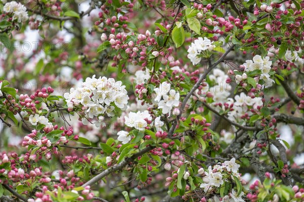 Flowering apple tree