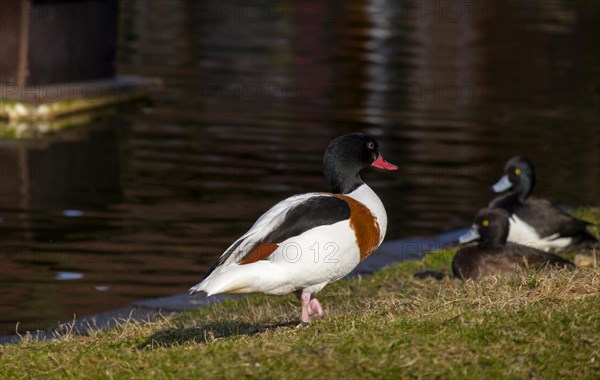 Common shelduck