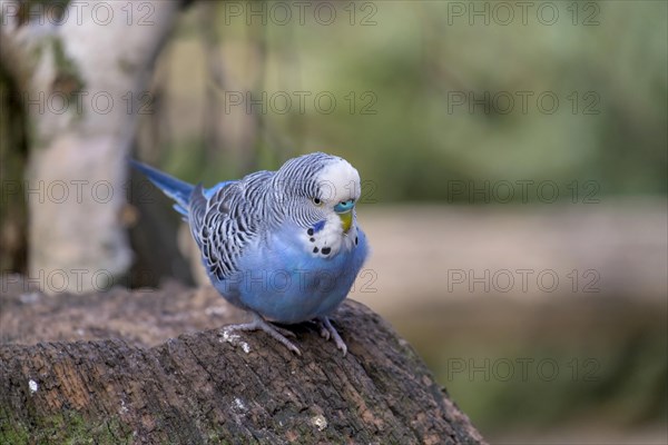 Budgie