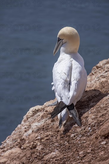 Northern gannet