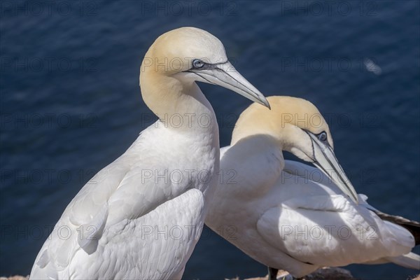 Pair of northern gannet