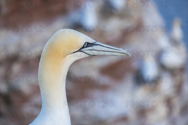 Northern gannet