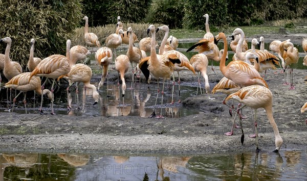 Chilean flamingo