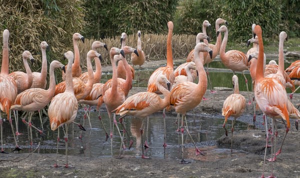 Chilean flamingo