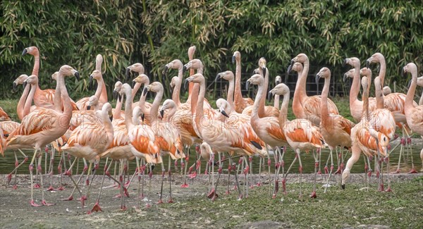 Chilean flamingo