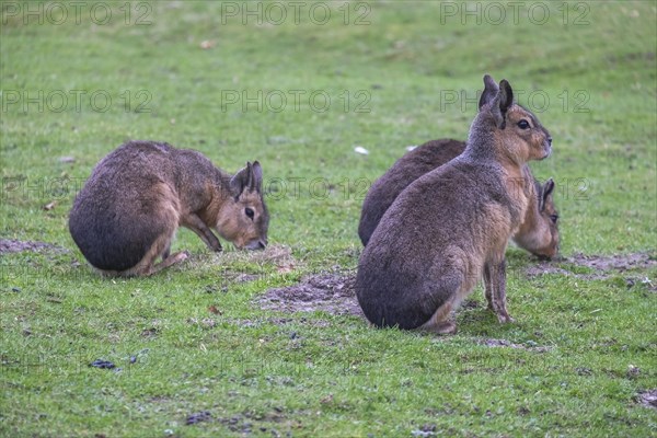 Patagonian mara