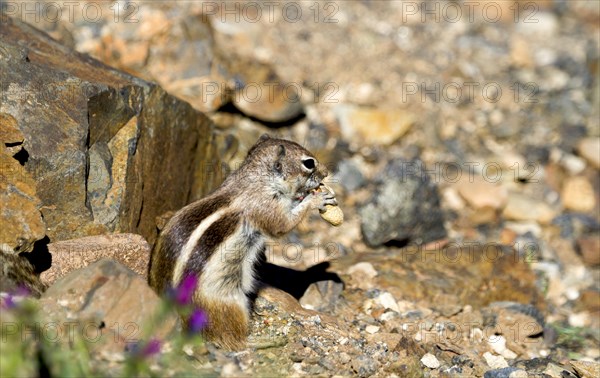 Barbary ground squirrel