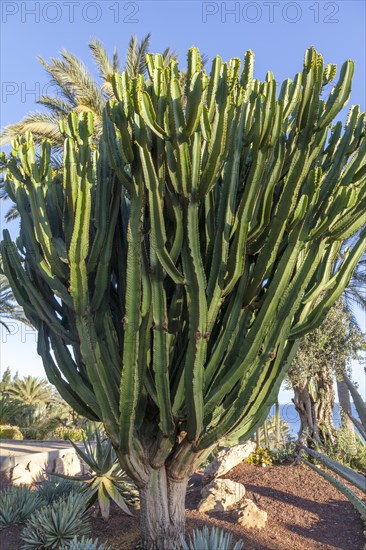 Candelabra spurge