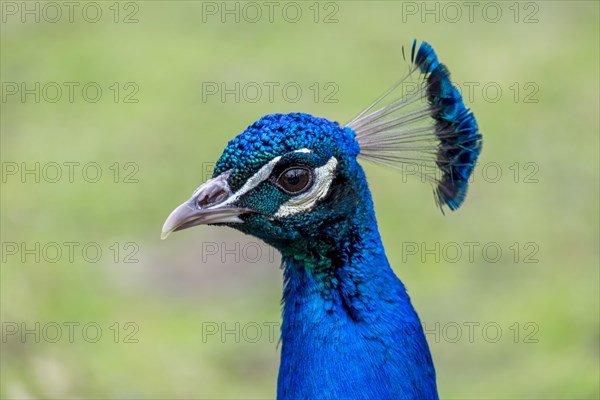 Indian peafowl