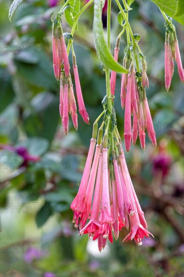 Fuchsia