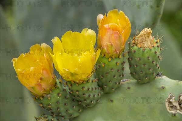 Flowers of the prickly pear