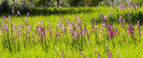 Meadow with wild gladioli