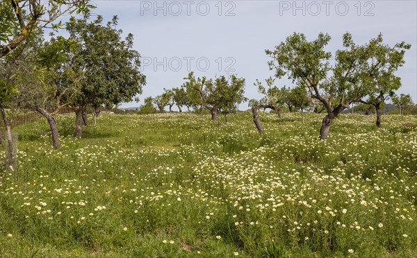 Flower meadow with crownwort