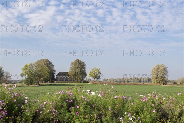 Flowering strip at the edge of the field