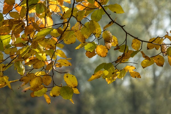 Branch with autumn leaves