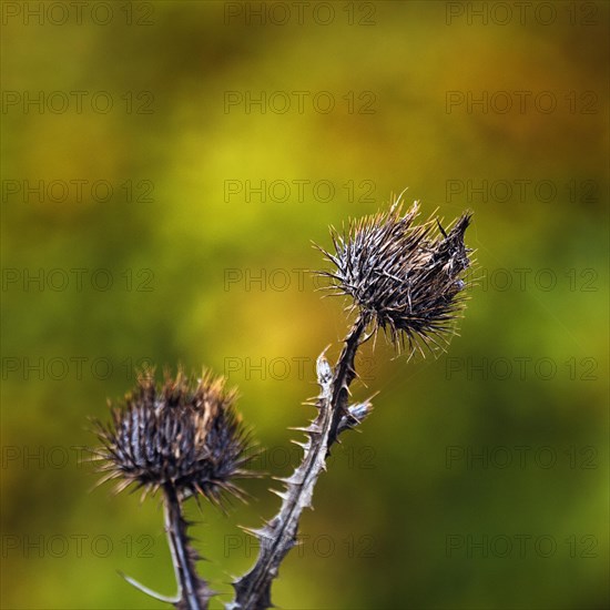 Dry thistle in autumn