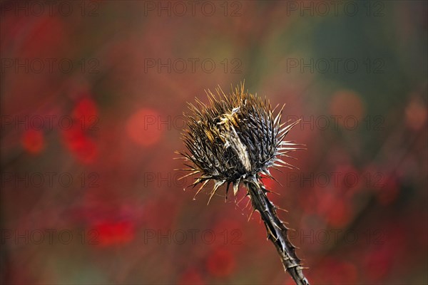 Dry thistle in autumn